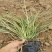 金丝苔草日本山野草透艺盆景小盆栽桌面办公室内阳台绿植盆栽