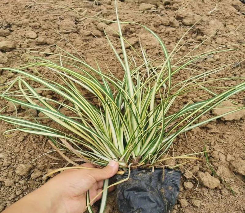金丝苔草日本山野草透艺盆景小盆栽桌面办公室内阳台绿植盆栽