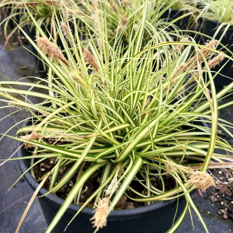 金丝苔草日本山野草透艺盆景小盆栽桌面办公室内阳台绿植盆栽