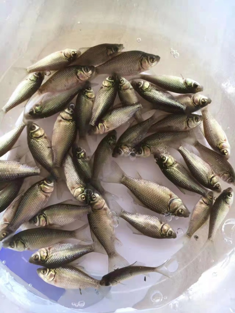 优质鲫鱼苗中科5号鲫鱼苗淡水湘云鲫彭泽鲫鱼高背鲫鱼广州