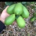 子弹头一一香水柠檬