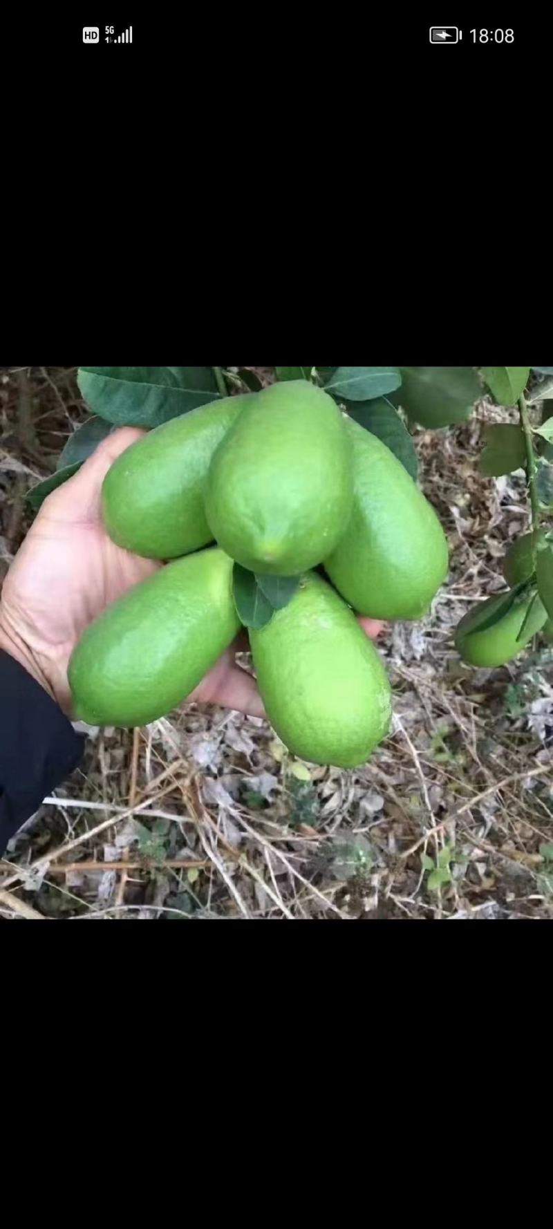 子弹头一一香水柠檬