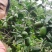 子弹头一一香水柠檬