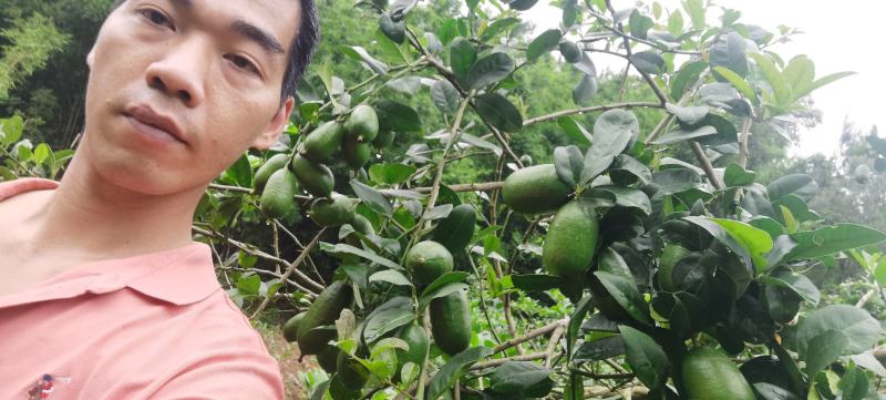 子弹头一一香水柠檬