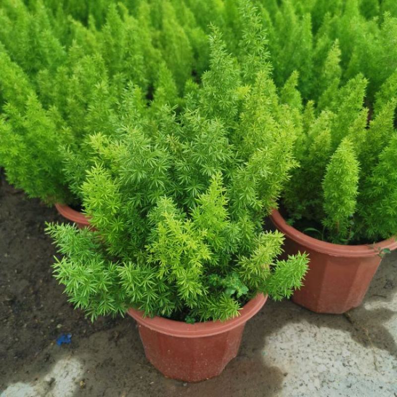 狐尾天门冬盆栽植物庭院花园柜台绿植四季常绿除甲醛观叶花镜