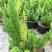 狐尾天门冬盆栽植物庭院花园柜台绿植四季常绿除甲醛观叶花镜