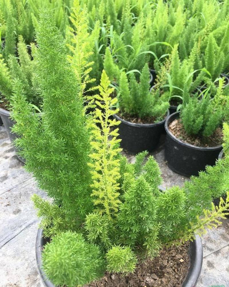 狐尾天门冬盆栽植物庭院花园柜台绿植四季常绿除甲醛观叶花镜