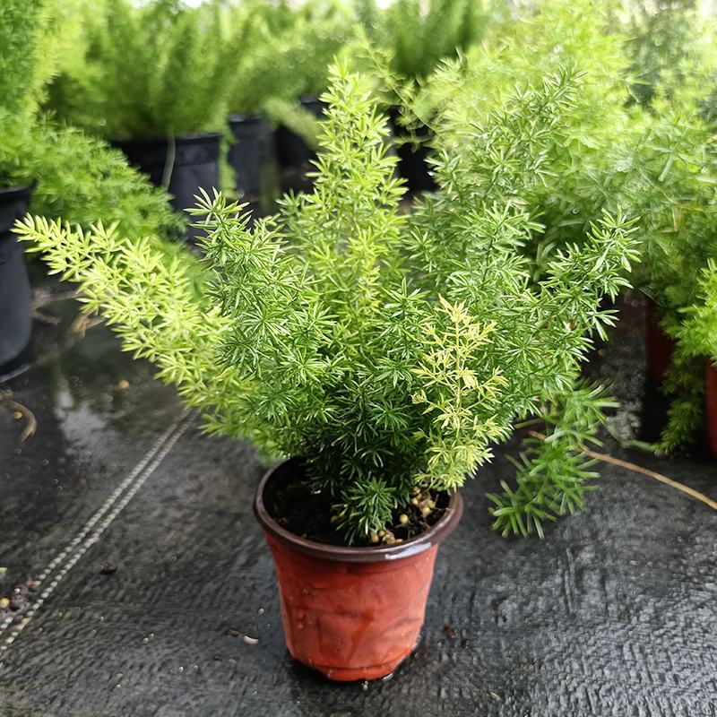 狐尾天门冬盆栽植物庭院花园柜台绿植四季常绿除甲醛观叶花镜
