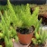 狐尾天门冬盆栽植物庭院花园柜台绿植四季常绿除甲醛观叶花镜