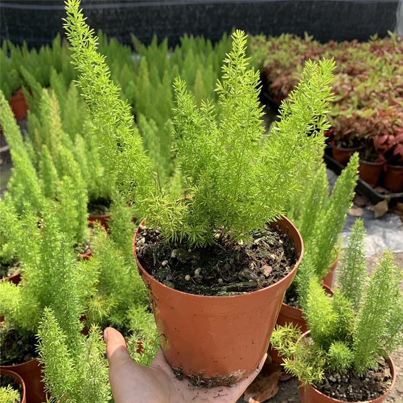 狐尾天门冬盆栽植物庭院花园柜台绿植四季常绿除甲醛观叶花镜