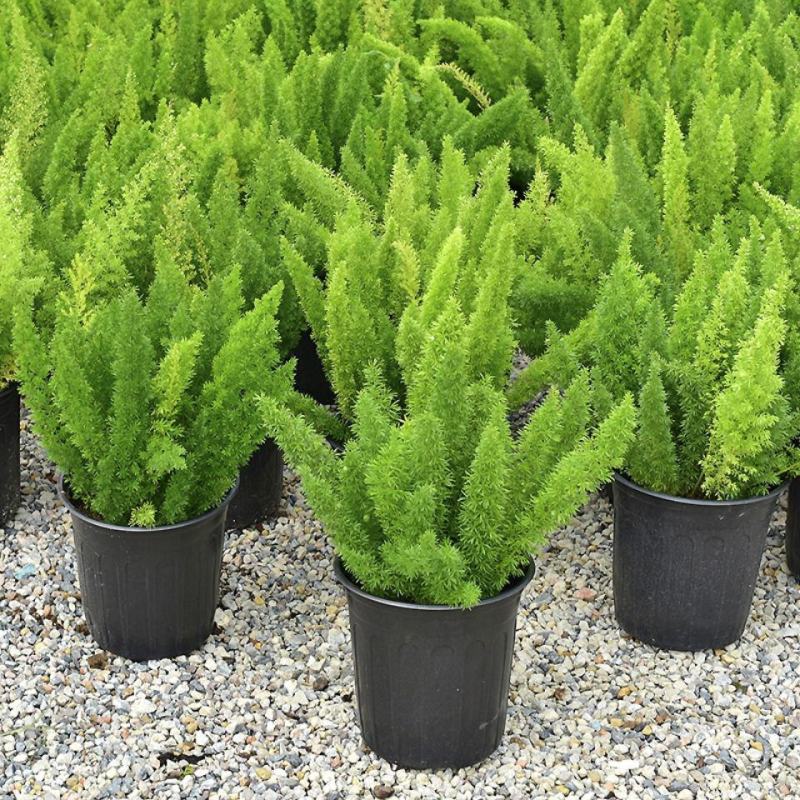 狐尾天门冬盆栽植物庭院花园柜台绿植四季常绿除甲醛观叶花镜