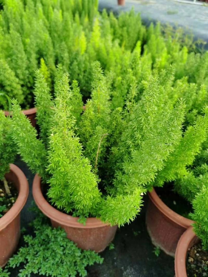 狐尾天门冬盆栽植物庭院花园柜台绿植四季常绿除甲醛观叶花镜