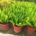 狐尾天门冬盆栽植物庭院花园柜台绿植四季常绿除甲醛观叶花镜