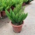 狐尾天门冬盆栽植物庭院花园柜台绿植四季常绿除甲醛观叶花镜
