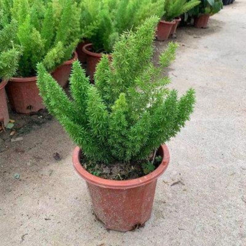 狐尾天门冬盆栽植物庭院花园柜台绿植四季常绿除甲醛观叶花镜
