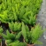 狐尾天门冬盆栽植物庭院花园柜台绿植四季常绿除甲醛观叶花镜