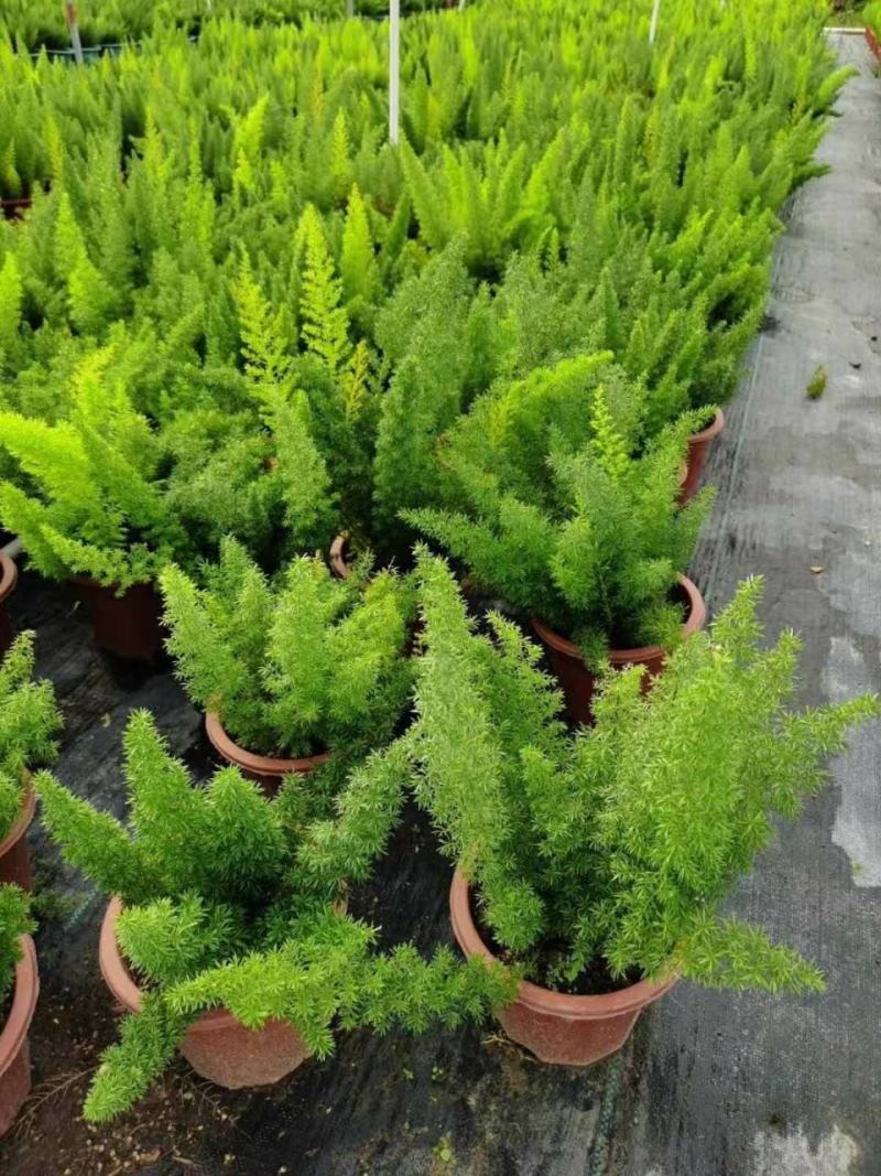狐尾天门冬盆栽植物庭院花园柜台绿植四季常绿除甲醛观叶花镜