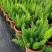 狐尾天门冬盆栽植物庭院花园柜台绿植四季常绿除甲醛观叶花镜