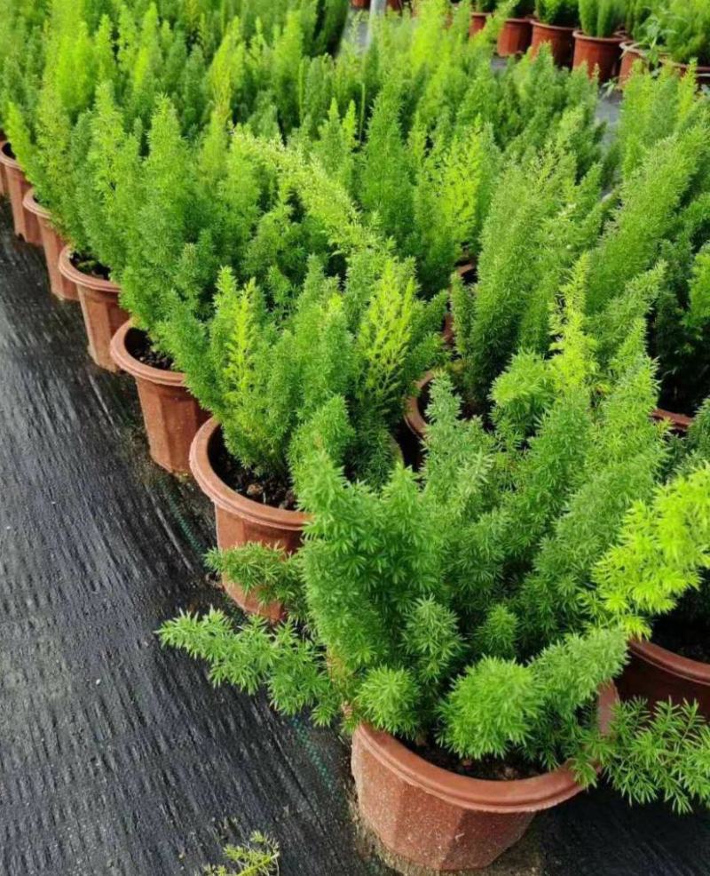 狐尾天门冬盆栽植物庭院花园柜台绿植四季常绿除甲醛观叶花镜