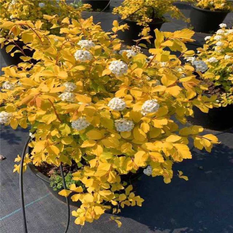 紫叶/金叶风箱果观叶开花彩叶植物花园调色灌木耐寒耐热