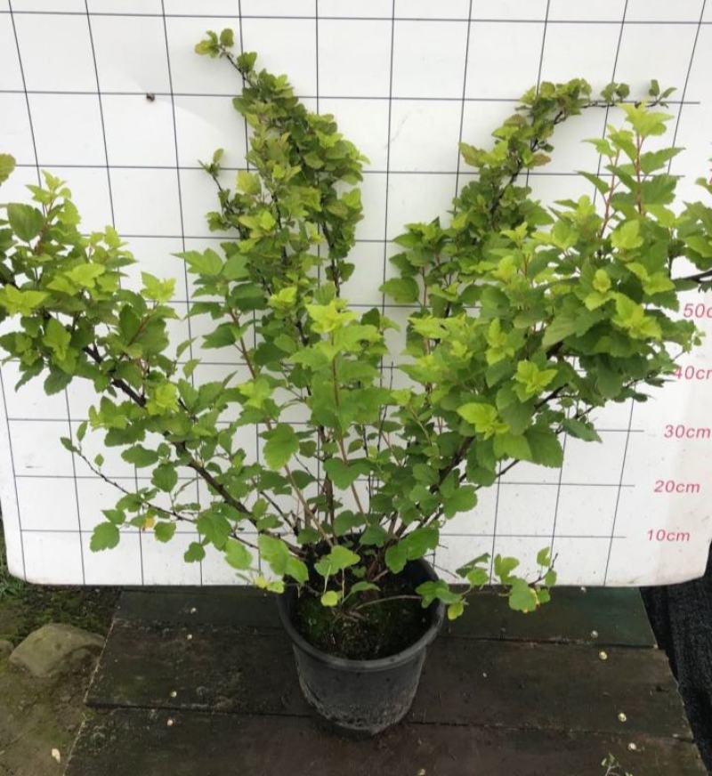 紫叶/金叶风箱果观叶开花彩叶植物花园调色灌木耐寒耐热