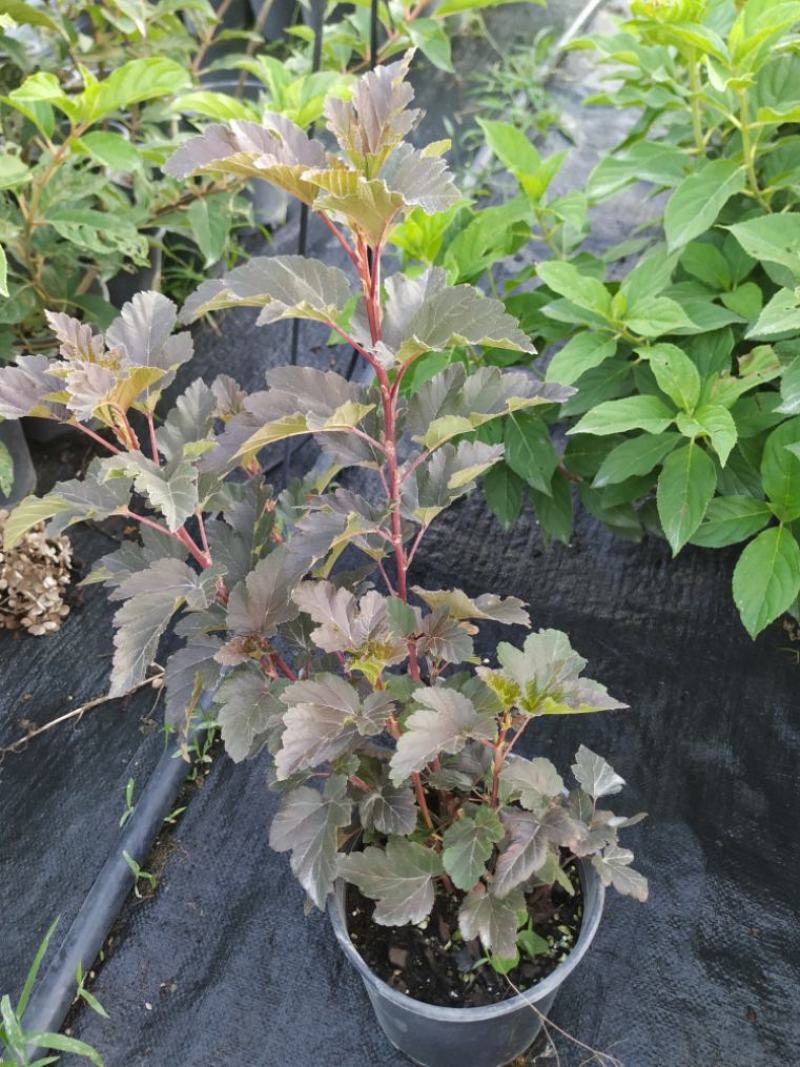 紫叶/金叶风箱果观叶开花彩叶植物花园调色灌木耐寒耐热