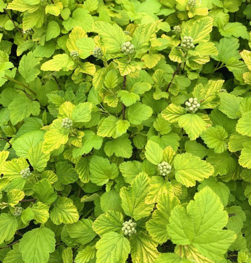 紫叶/金叶风箱果观叶开花彩叶植物花园调色灌木耐寒耐热