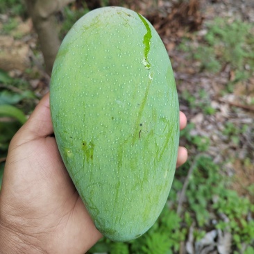 西双版纳大青芒大量上市了