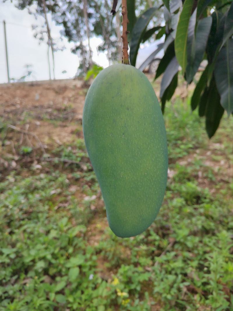 西双版纳大青芒大量上市了