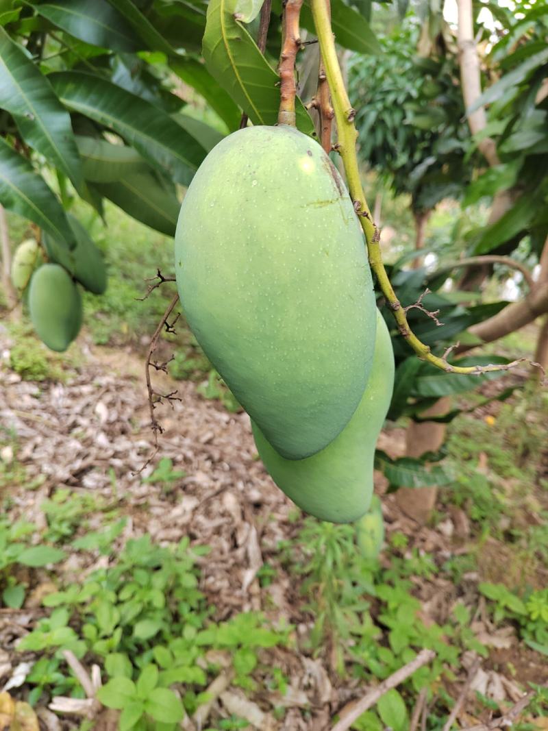 西双版纳大青芒大量上市了