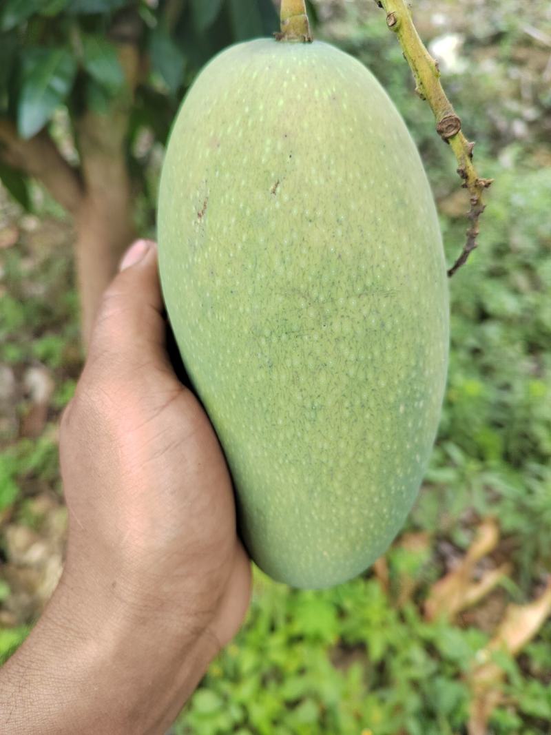 西双版纳大青芒大量上市了