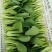 上海青精品油菜种植基地