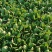 上海青精品油菜种植基地