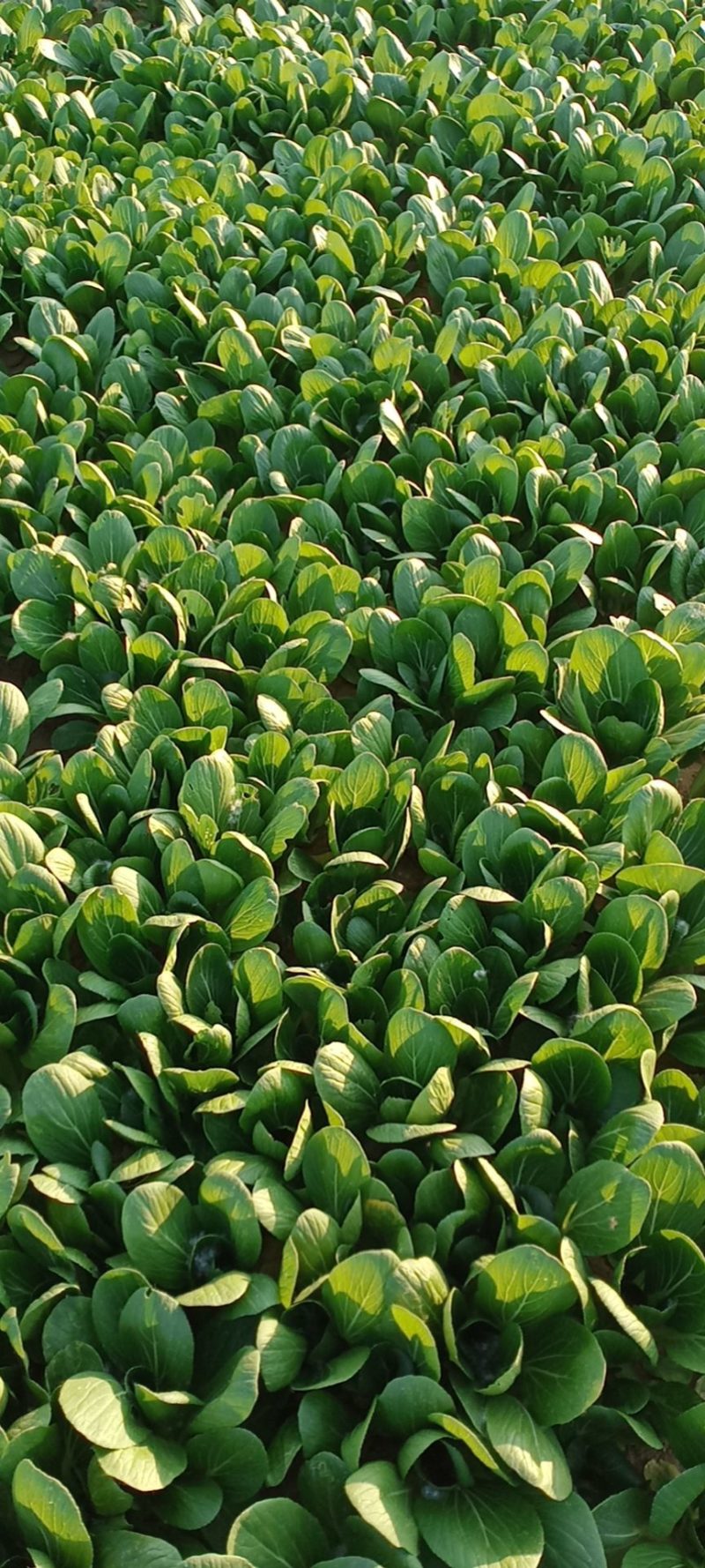 上海青精品油菜种植基地