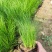 细叶芒草盆景多年生观赏草庭院花境植物抗旱耐热好养