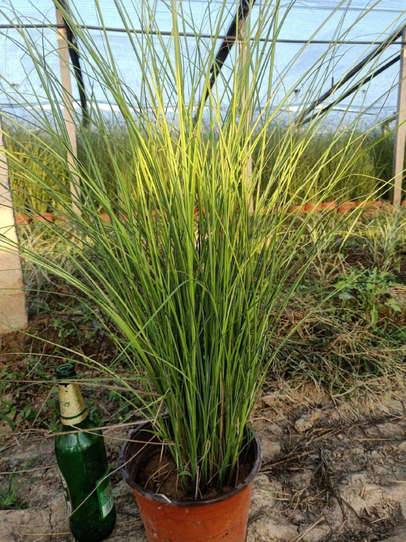 细叶芒草盆景多年生观赏草庭院花境植物抗旱耐热好养
