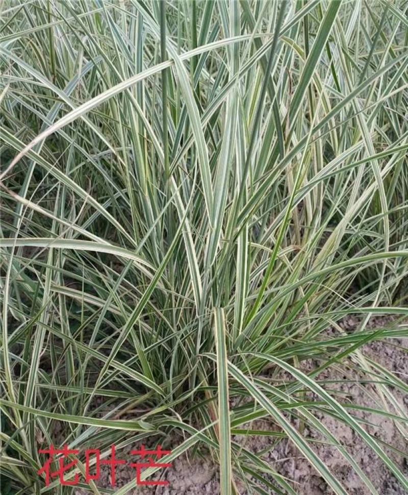 观赏草花叶芒多年生绿植阳台花园植物庭院花境耐寒耐热