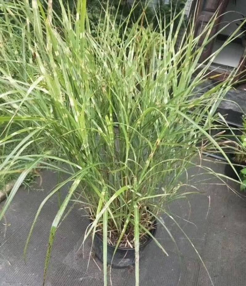 观赏草花叶芒多年生绿植阳台花园植物庭院花境耐寒耐热