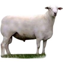 自养自销澳洲白绵羊活羊澳洲白种公羊澳洲白羊怀孕母羊活体羊