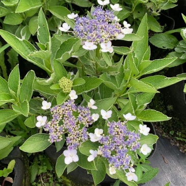 银边绣球新品种绣球透明蓝蝴蝶花绣球渐变水晶透白观叶观花