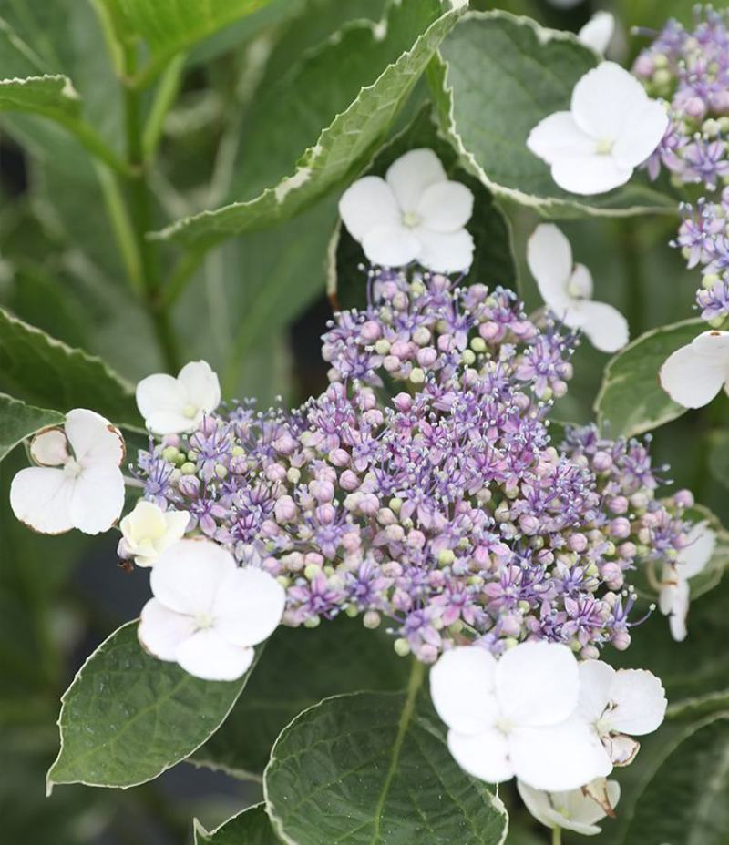 银边绣球新品种绣球透明蓝蝴蝶花绣球渐变水晶透白观叶观花