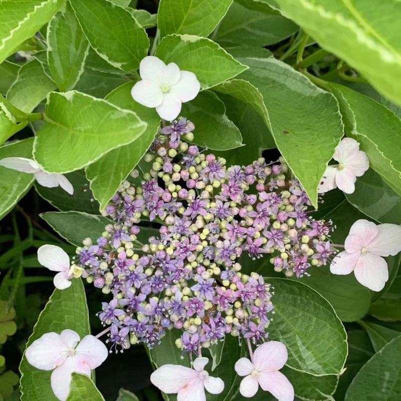 银边绣球新品种绣球透明蓝蝴蝶花绣球渐变水晶透白观叶观花
