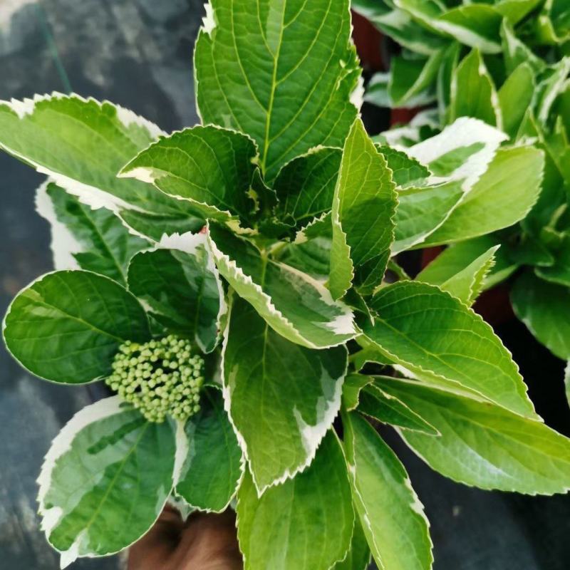 银边绣球新品种绣球透明蓝蝴蝶花绣球渐变水晶透白观叶观花