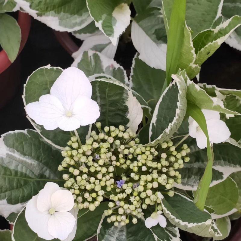 银边绣球新品种绣球透明蓝蝴蝶花绣球渐变水晶透白观叶观花