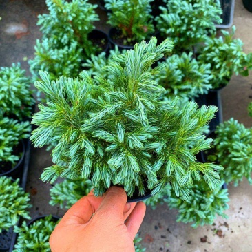 蓝湖柏蓝色波尔瓦盆栽花境植物阳台庭院造景花园点缀耐寒四季