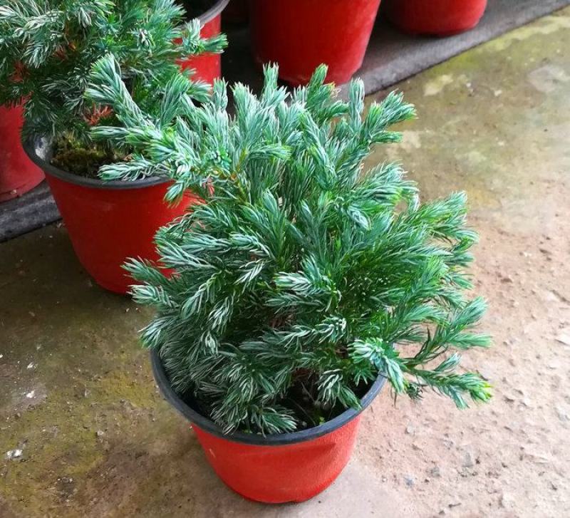 蓝湖柏蓝色波尔瓦盆栽花境植物阳台庭院造景花园点缀耐寒四季