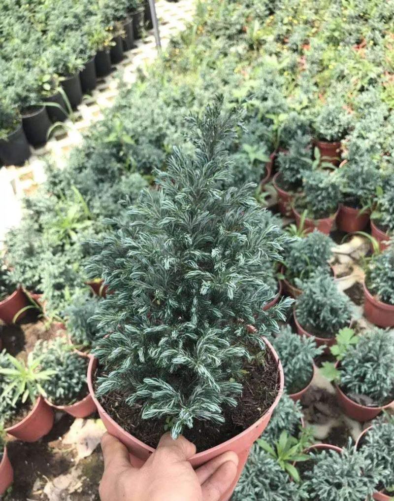 蓝湖柏蓝色波尔瓦盆栽花境植物阳台庭院造景花园点缀耐寒四季
