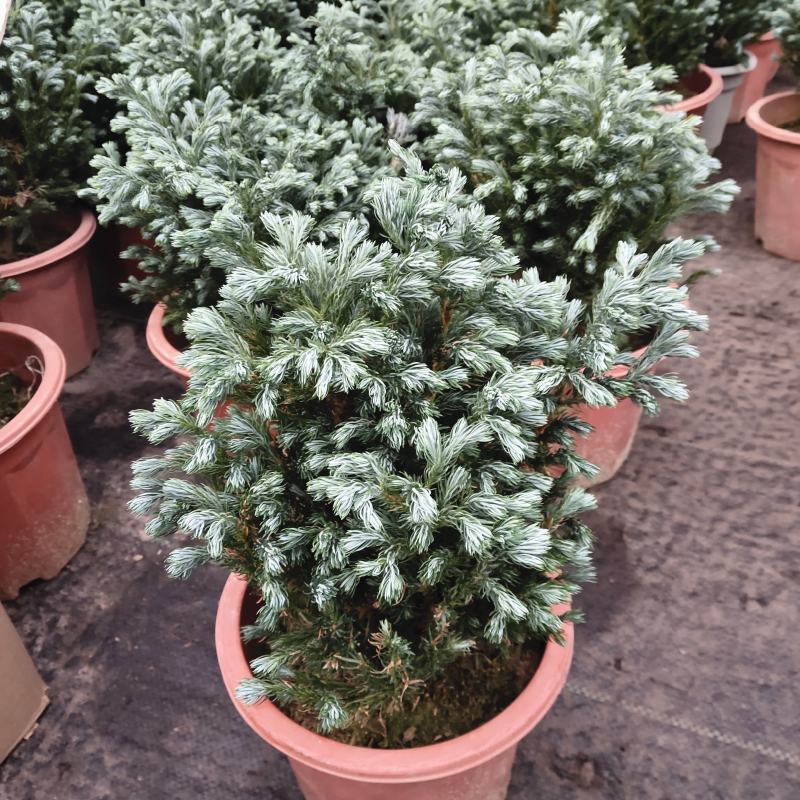 蓝湖柏蓝色波尔瓦盆栽花境植物阳台庭院造景花园点缀耐寒四季