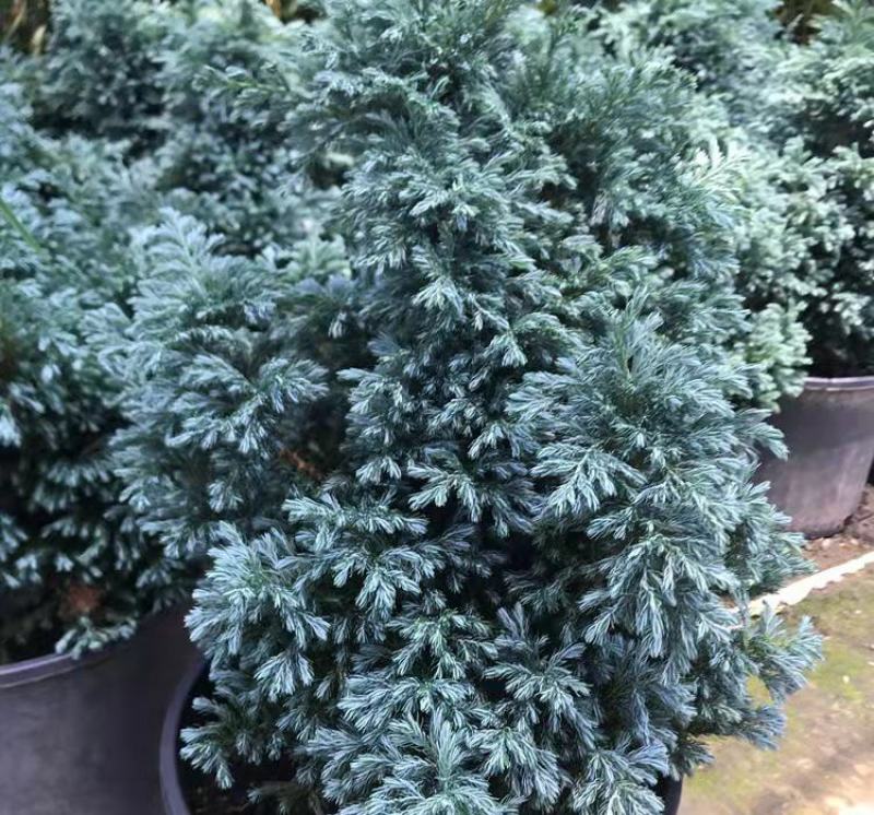 蓝湖柏蓝色波尔瓦盆栽花境植物阳台庭院造景花园点缀耐寒四季