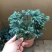 蓝湖柏蓝色波尔瓦盆栽花境植物阳台庭院造景花园点缀耐寒四季